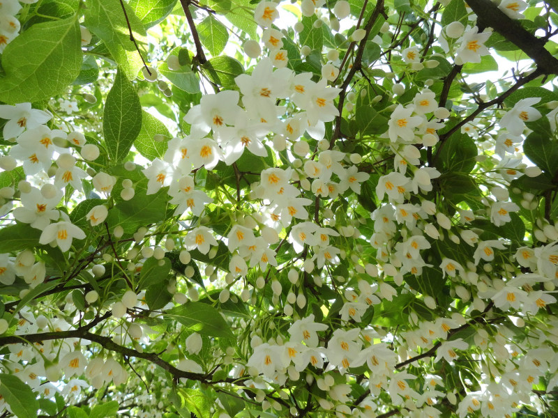 Japanse storaxboom - Styrax japonicus 